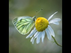 Eileen Jones - Green Veined White Butterfly - Commended.jpg